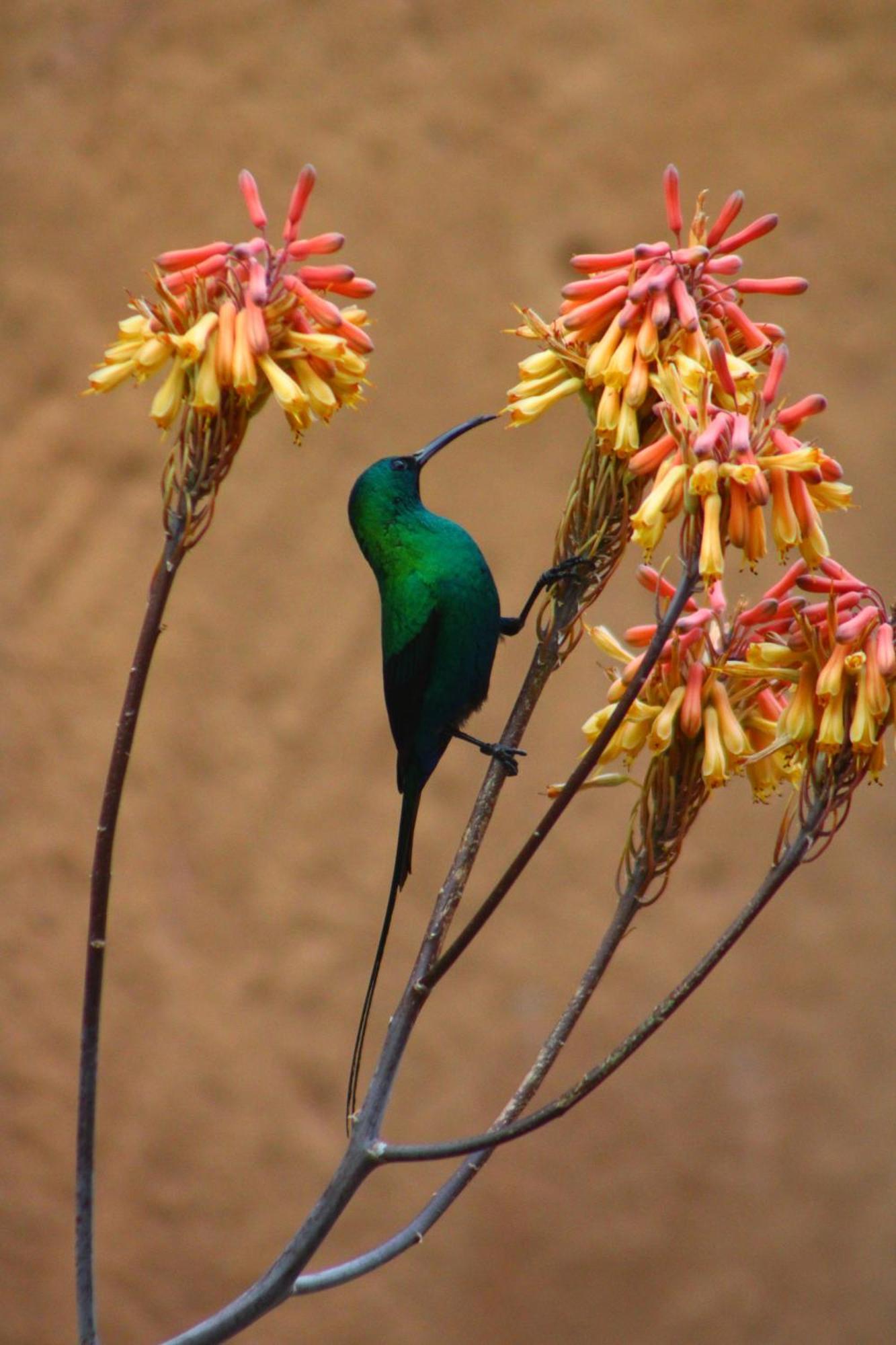Bosch Luys Kloof Nature Reserve 라디스미스 외부 사진