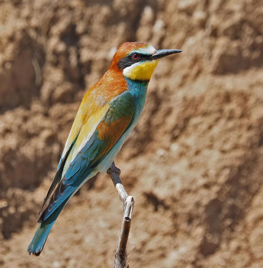 Bosch Luys Kloof Nature Reserve 라디스미스 외부 사진