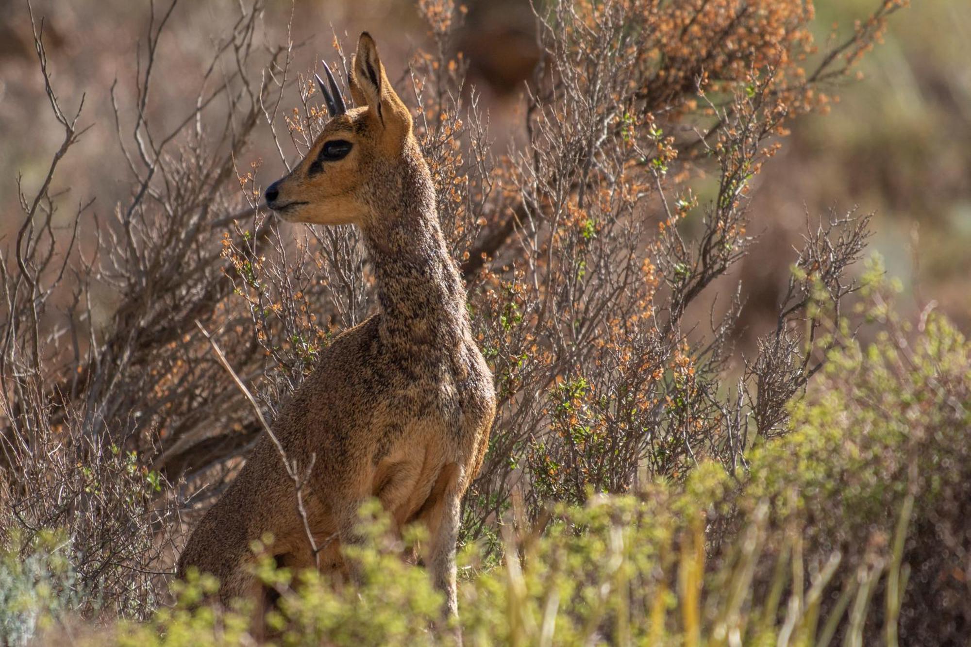 Bosch Luys Kloof Nature Reserve 라디스미스 외부 사진
