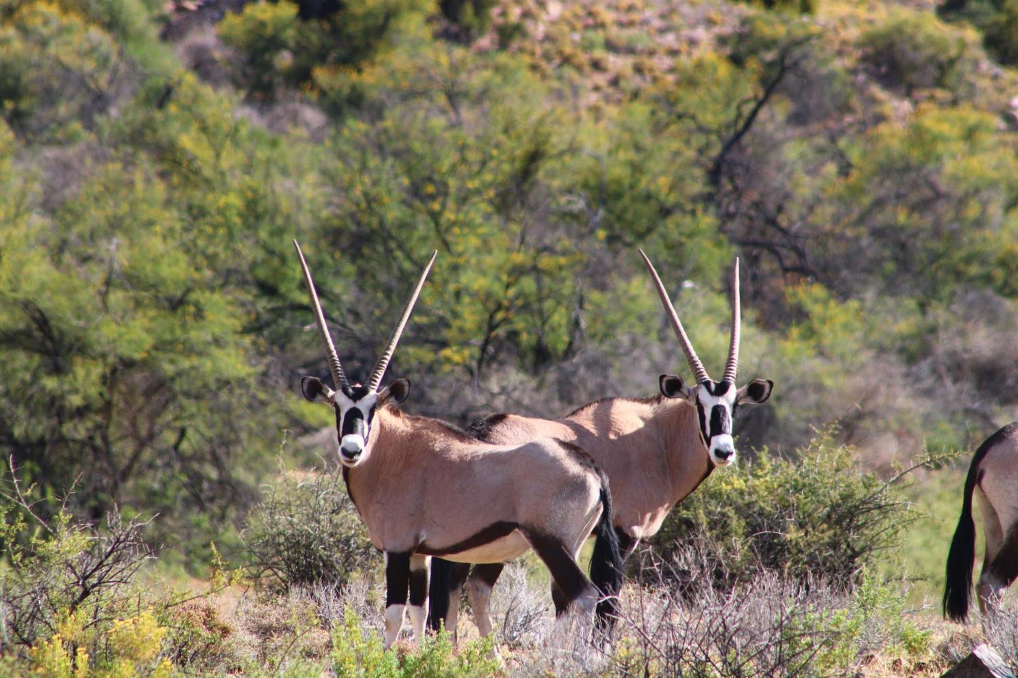 Bosch Luys Kloof Nature Reserve 라디스미스 외부 사진